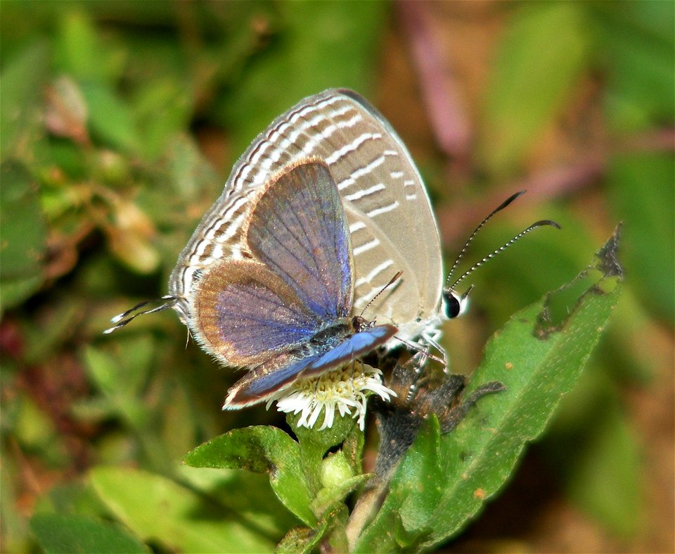 Common Cerulean with Dark Grass Blue_Zizeeria karsandra photo