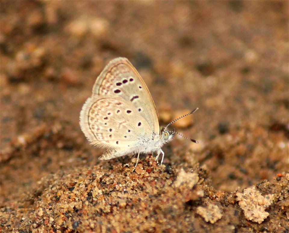 Zizeeria karsandra (Moore, 1865) – Dark Grass Blue