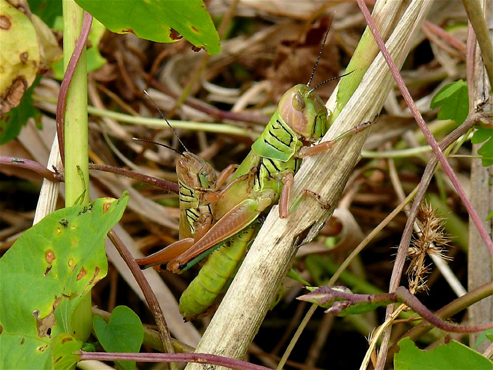 Copulating Hieroglyphus daganensis photographed near Mbissao, Senegal.