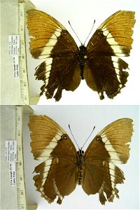 PERU.  Yanachaga Chemillen,   preserved late,  <a href="http://nymphalidae.utu.fi/story.php?code=CP03-56" rel="nofollow">see in our database</a>