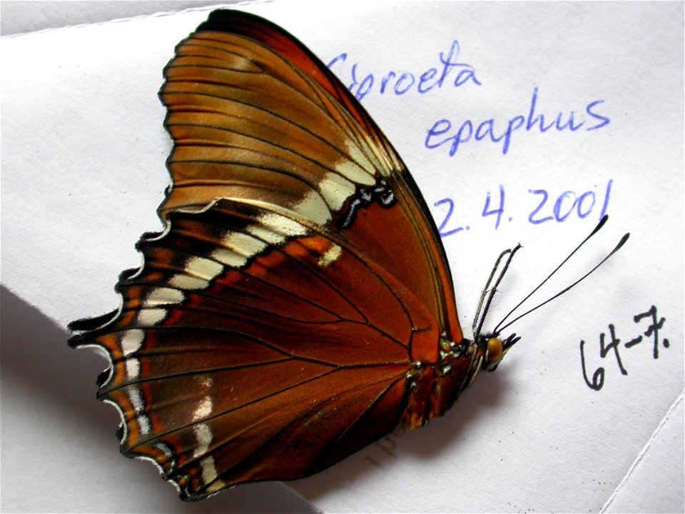 London Pupae Supplies.   BJLS 2005,  Exemplar,  <a href="http://nymphalidae.utu.fi/story.php?code=NW64-7" rel="nofollow">see in our database</a>