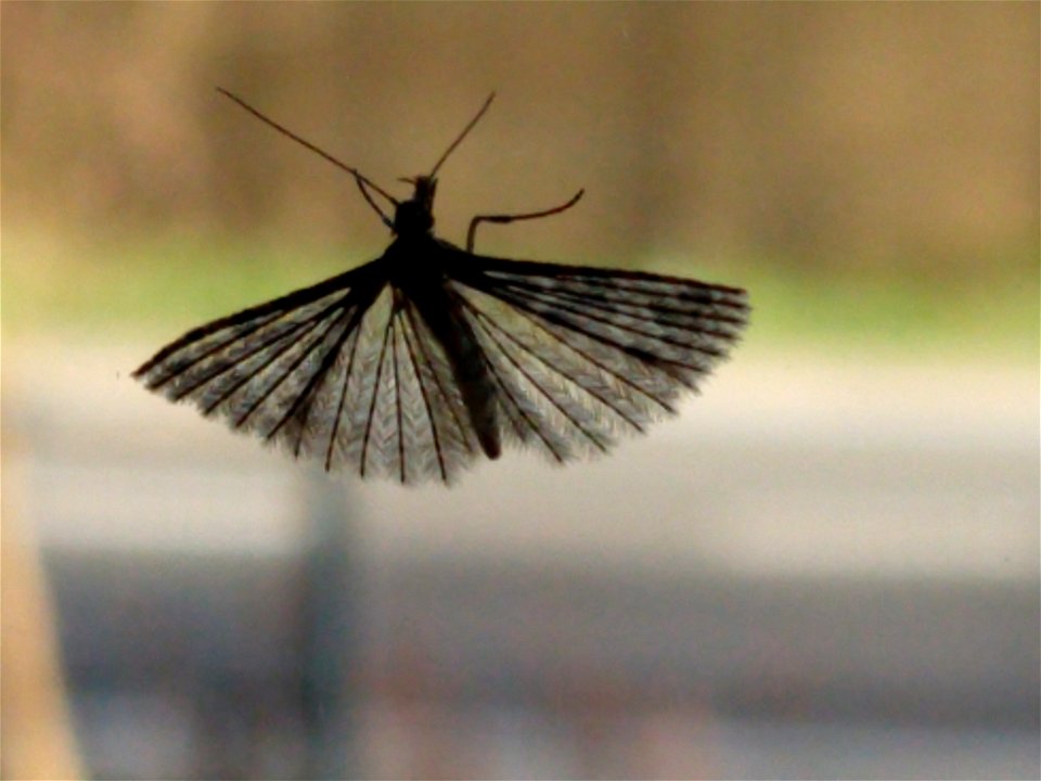 Twenty-plume Moth (Alucita hexadactyla)