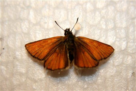 A Thymelicus in the Hough collection, caught June 22nd, 2007. photo