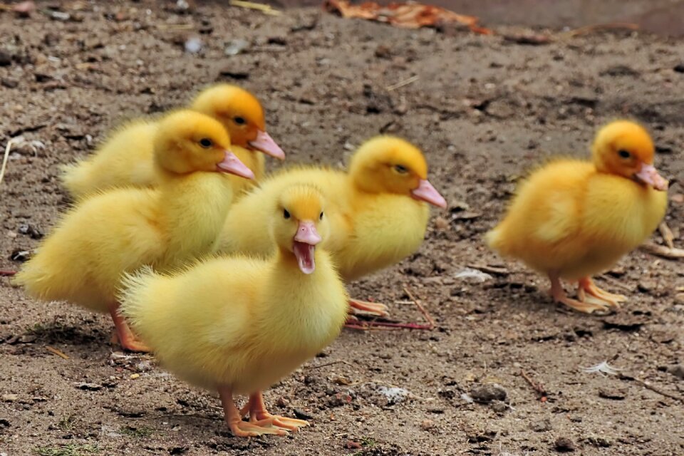 Entenkuecken ducks duckling