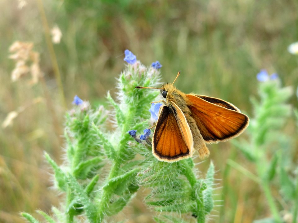 Acker-Ochsenzunge (Anchusa arvensis) bei Reilingen