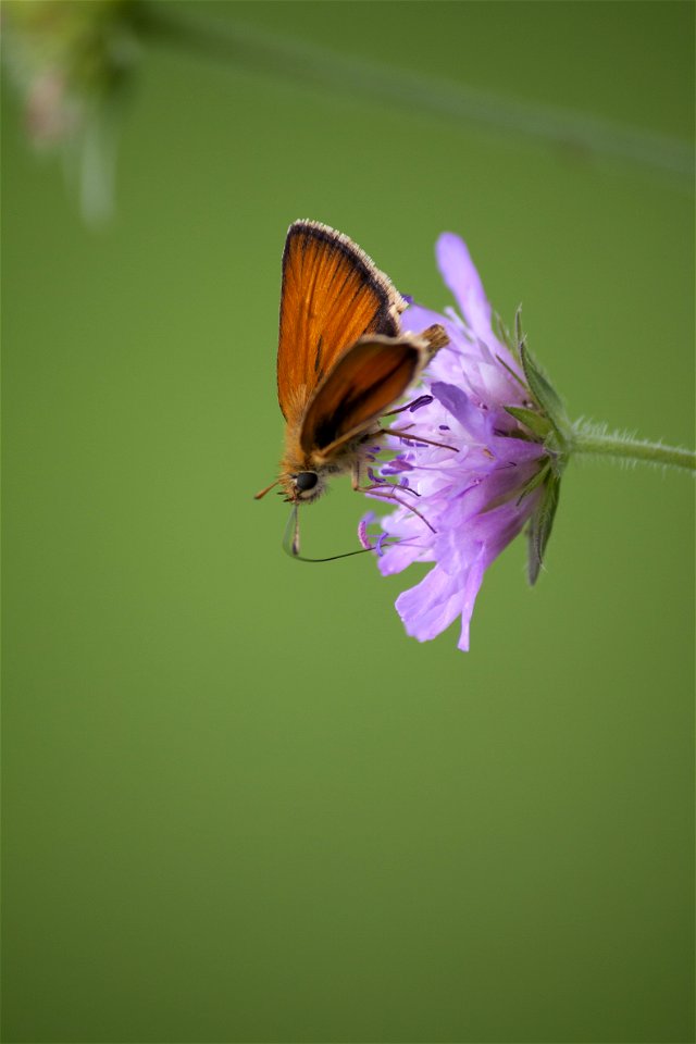 Moth in Slovenia.