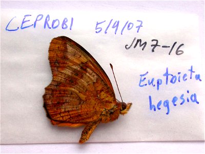 MEXICO. CEPROBI, <a href="http://nymphalidae.utu.fi/story.php?code=JM7-16" rel="nofollow">see in our database</a> photo