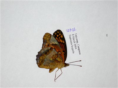 BRAZIL. Unicamp, Campinas, SP, ISE 2006, Exemplar, <a href="http://nymphalidae.utu.fi/story.php?code=NW127-22" rel="nofollow">see in our database</a> photo
