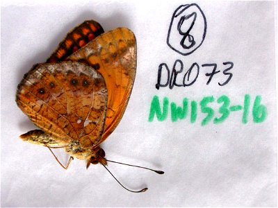 DOMINICAN REPUBLIC. Azua, Hatillo, <a href="http://nymphalidae.utu.fi/story.php?code=NW153-16" rel="nofollow">see in our database</a> photo