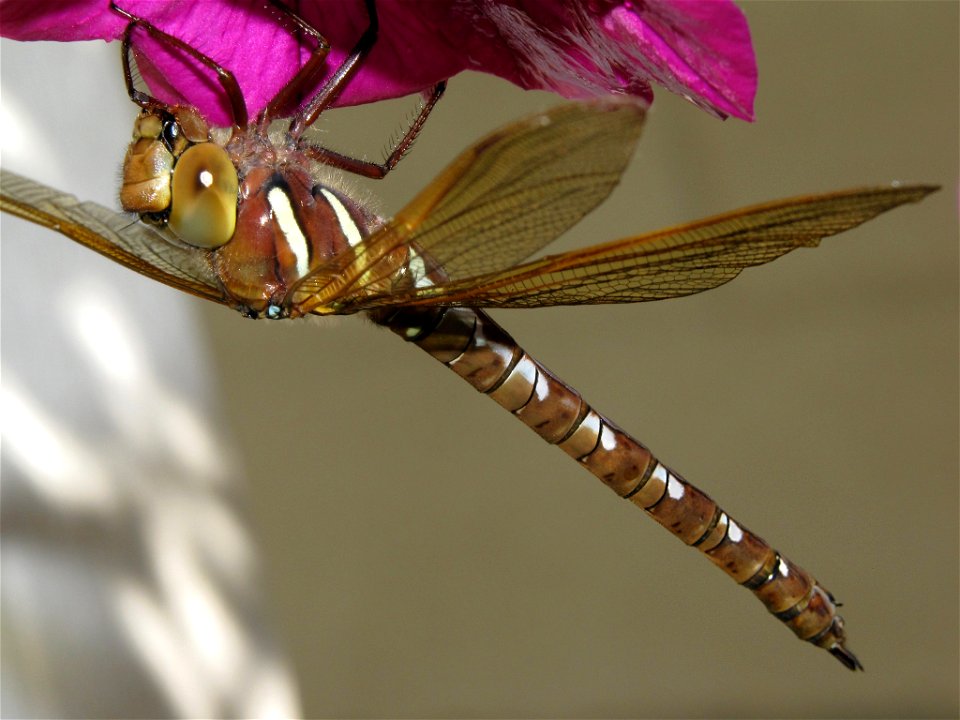 Female Aeshna grandis (Brown Hawker) resting on garden petunia.