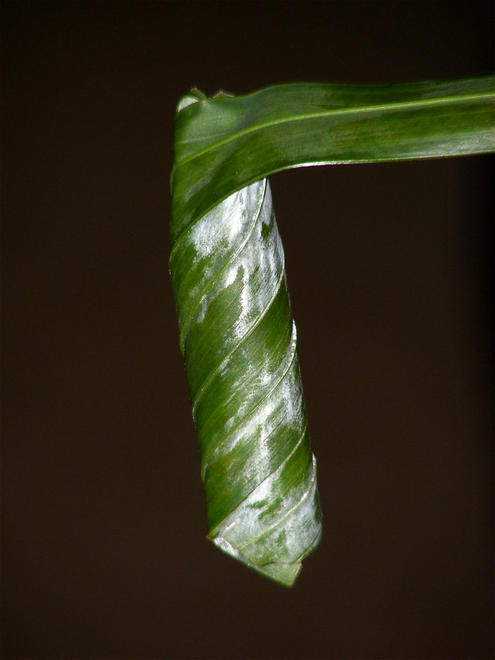 Giant Redeye_Gangara thyrsis