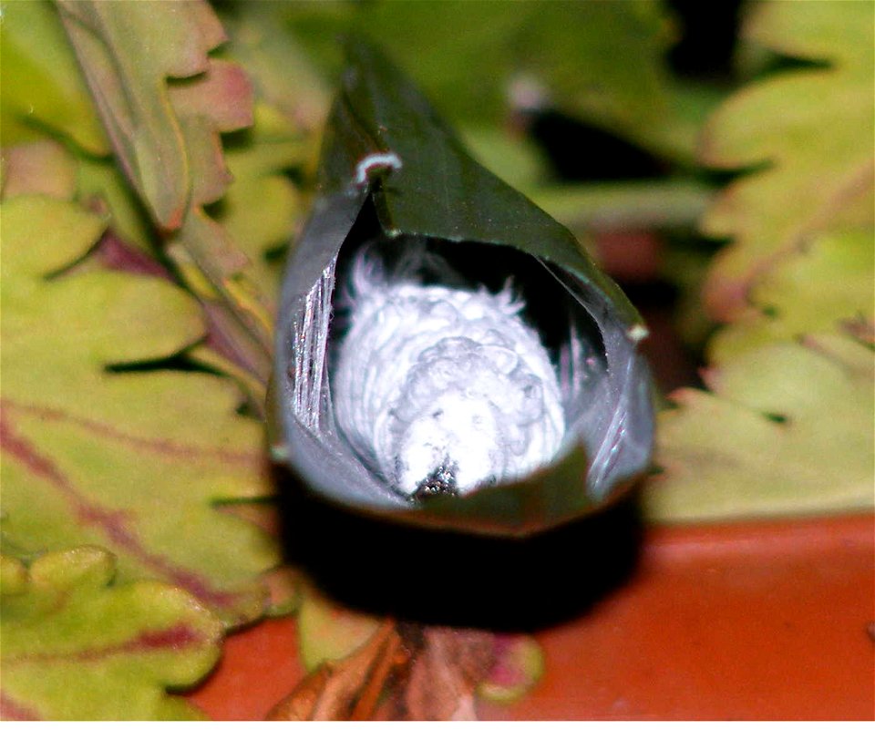 Giant Redeye_Gangara thyrsis