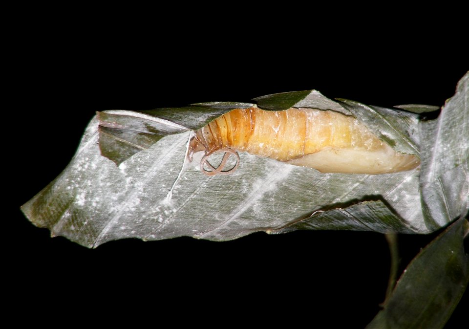 Giant Redeye_Gangara thyrsis