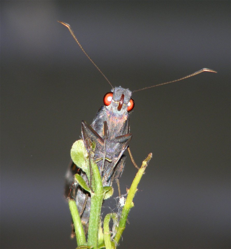 Giant Redeye_Gangara thyrsis