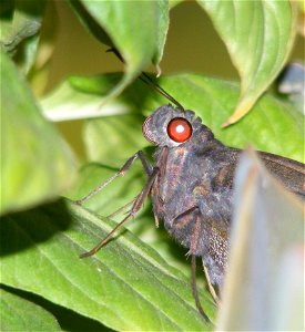 Giant Redeye_Gangara thyrsis