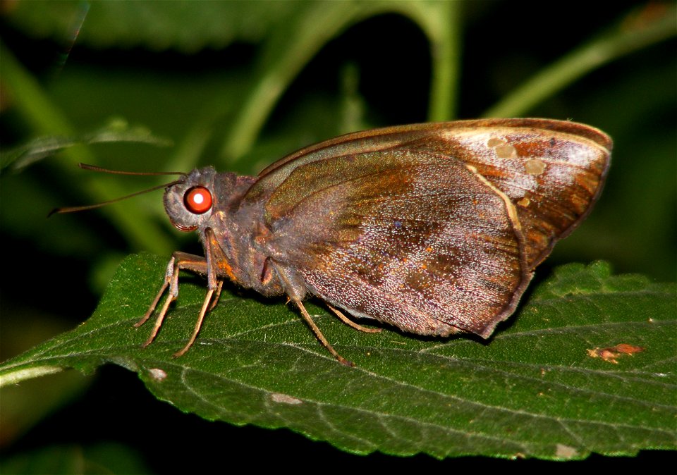 Giant Redeye_Gangara thyrsis