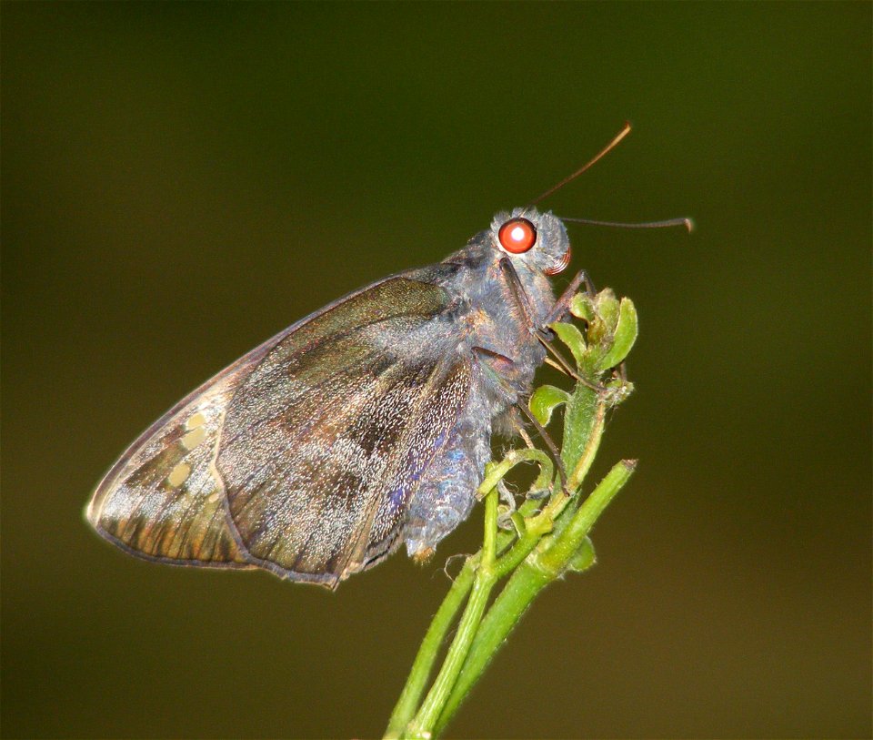 Life cycle of Giant Redeye_Gangara thyrsis