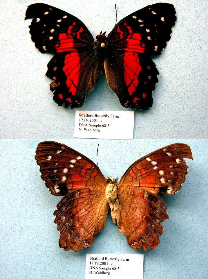 Stratford Butterfly Farm, UK.   BJLS 2005, JEB 2007, Sys Bio 2008, PRS 2009,  Phylogenomics, Exemplar, PBStest,  <a href="http://nymphalidae.utu.fi/story.php?code=NW68-5" rel="nofollow">see in o
