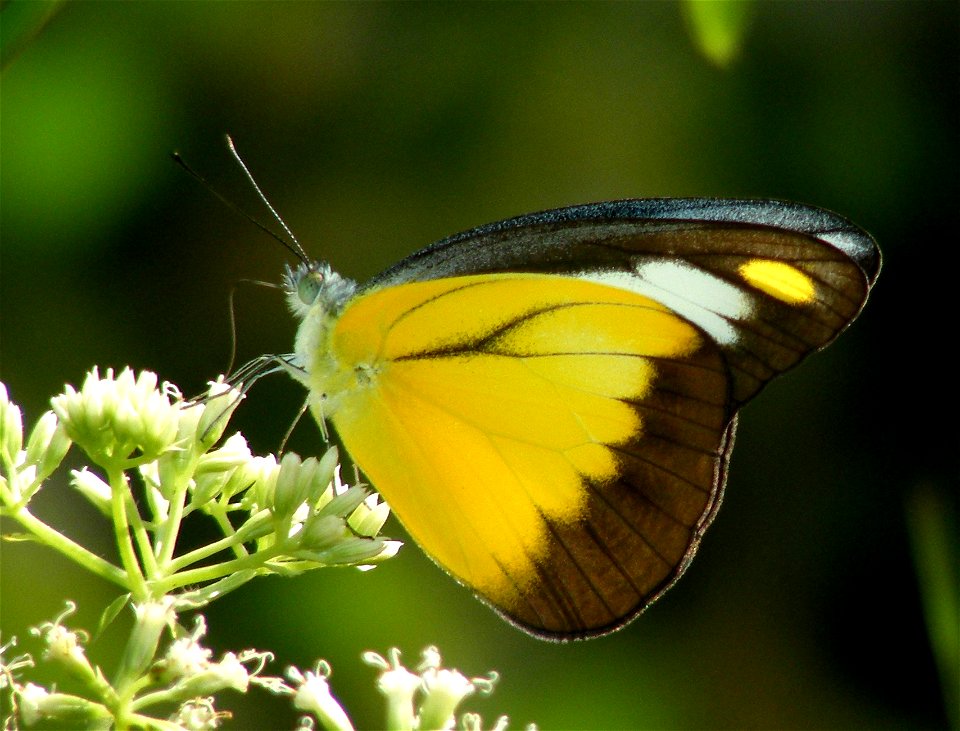Chocolate Albatross ( Appias lyncida)