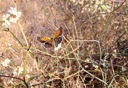 Image title: Dorsal view of an endangered lange metalmark butterfly Image from Public domain images website, http://www.public-domain-image.com/full-image/fauna-animals-public-domain-images-pictures/i photo