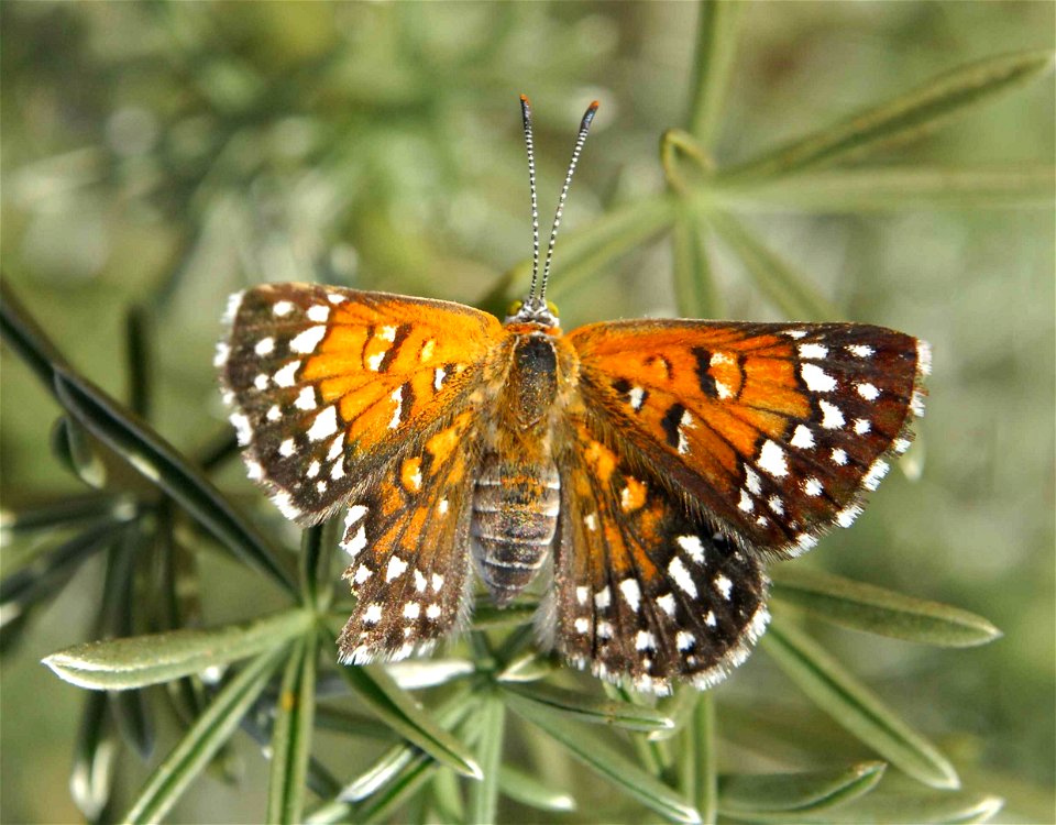 Image title: Lange metal mark butterfly insect apodemia mormo langei
Image from Public domain images website, http://www.public-domain-image.com/full-image/fauna-animals-public-domain-images-pictures/