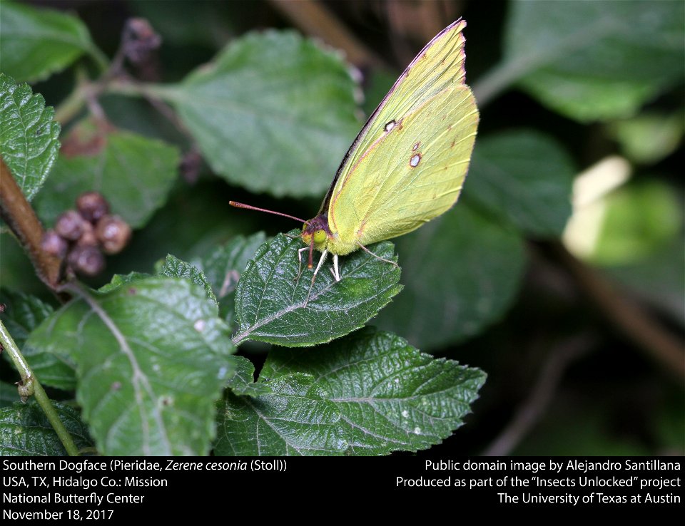 Southern Dogface (Pieridae, Zerene cesonia (Stoll))
USA, TX, Hidalgo Co.: Mission
National Butterfly Center
November 18, 2017






This image was created as part of the Insects Unlocked project at th
