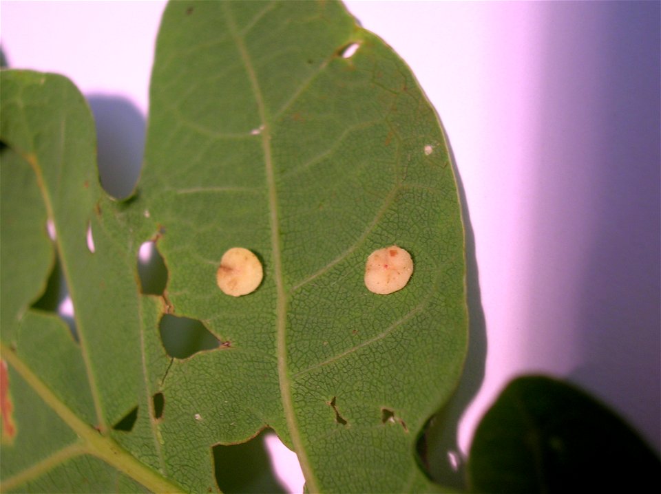 Smooth Spangle Gall (Neuroterus albipes) on Quercus robur, Eglinton, North Ayrshire, Scotland.