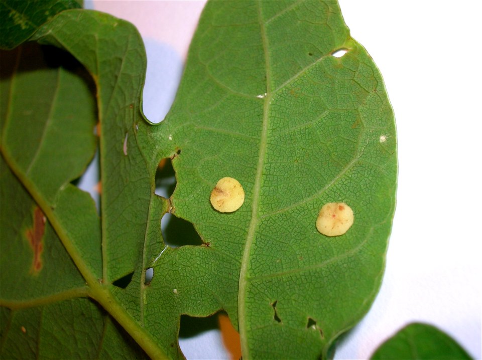 Smooth Spangle Gall (Neuroterus albipes) on Quercus robur in Eglinton, North Ayrshire, Scotland.
