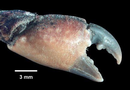 PRESERVED_SPECIMEN; ; 70% alc.->dry; Det. by: Daniel J. Drew 2015; GM Image; IZ number 76974; lot count 1; male; 2015-07-07T00:00:00Z photo