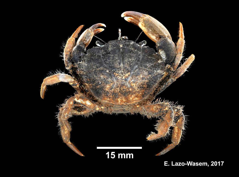 PRESERVED_SPECIMEN; ; 70% alc.; Det. by: Eric A. Lazo-Wasem 2017; Ginsburg; IZ number 99994; lot count 2; specimen; specimen; female; 2017-07-20T00:00:00Z