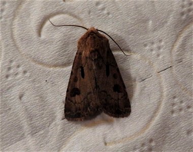 Agrotis exclamationis