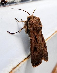 Agrotis exclamationis