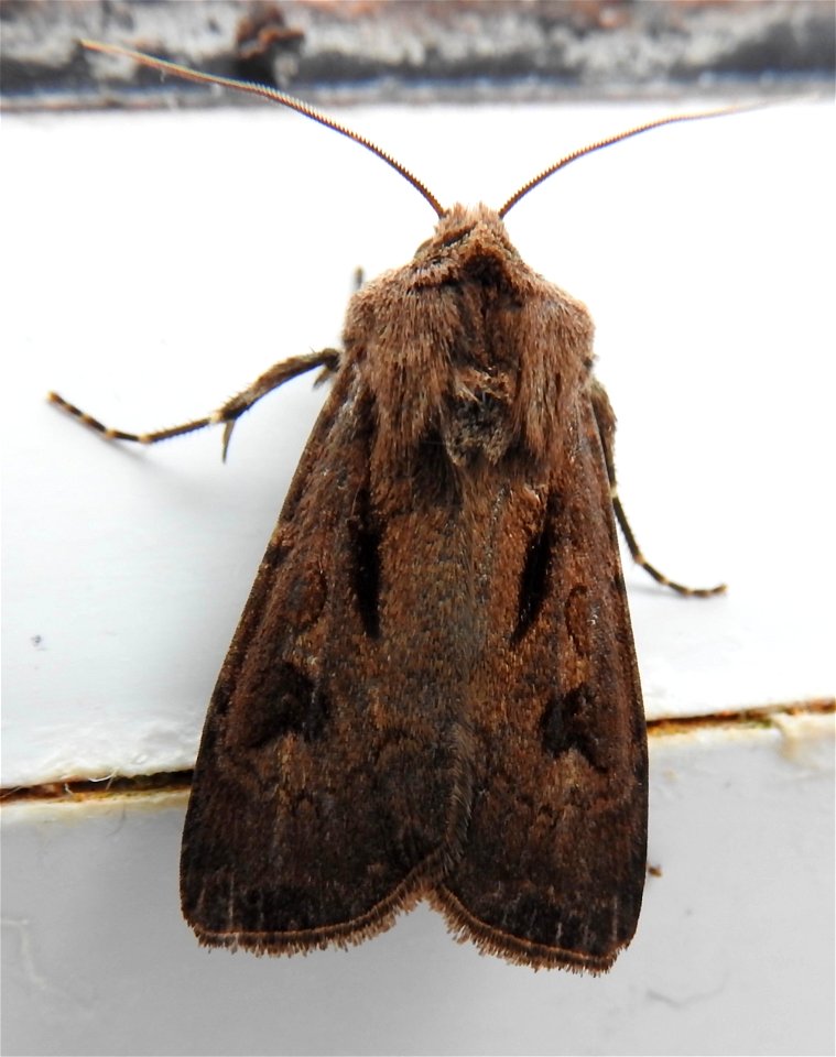 Agrotis exclamationis