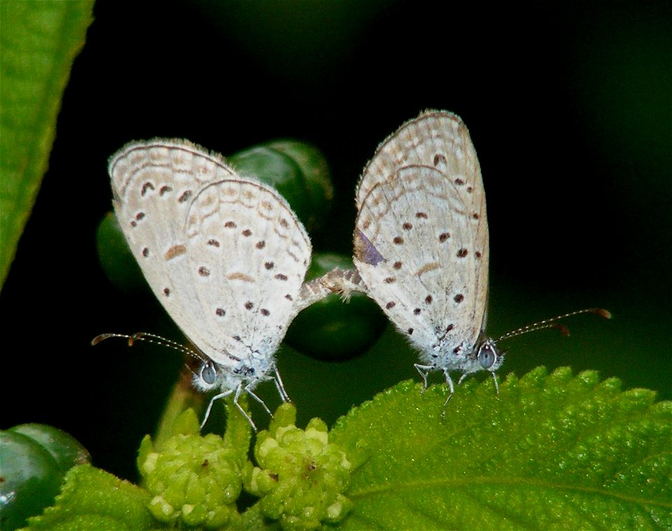 Tiny Grass Blue_ Zizula hylax photo