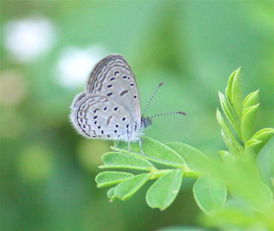 Zizula hylax (Fabricius, 1775) – Tiny Grass Blue