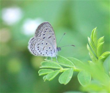 Zizula hylax (Fabricius, 1775) – Tiny Grass Blue photo