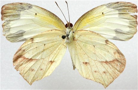 Female Mexican Yellow, Eurema mexicana.