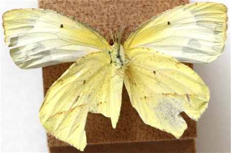 Male Mexican Yellow, Eurema mexicana.
