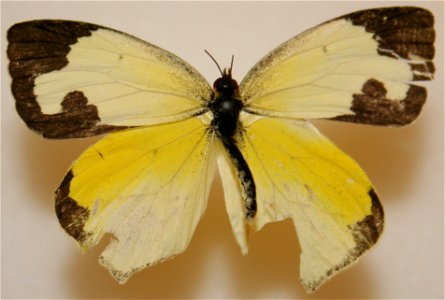 Male Mexican Yellow, Eurema mexicana.