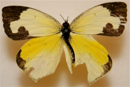 Male Mexican Yellow, Eurema mexicana. photo