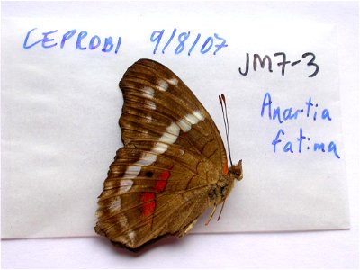 MEXICO. CEPROBI, <a href="http://nymphalidae.utu.fi/story.php?code=JM7-3" rel="nofollow">see in our database</a> photo