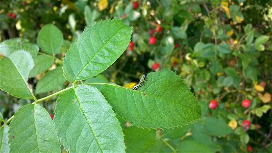 Caterpillar feeding on leaf.