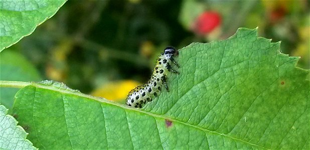 Sawfly larva, Nematus ribesii, feeding on leaf photo