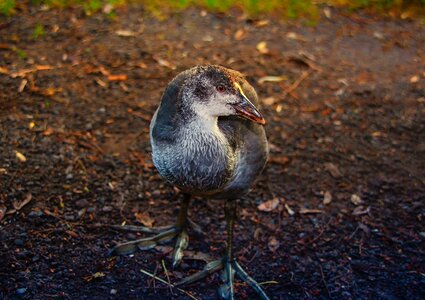 Animal wild water bird