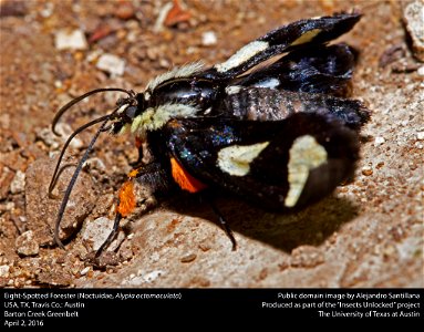 USA, TX, Travis Co.: Austin
Barton Creek Greenbelt

2-iv-2016