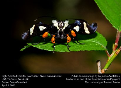 USA, TX, Travis Co.: Austin
Barton Creek Greenbelt

2-iv-2016
