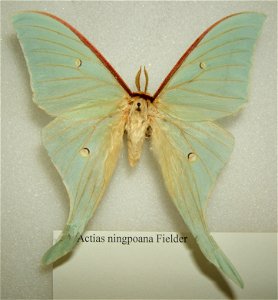 Actias ningpoana adult female taken by Shawn Hanrahan at the Insect Collection at the Texas A&M University in College Station