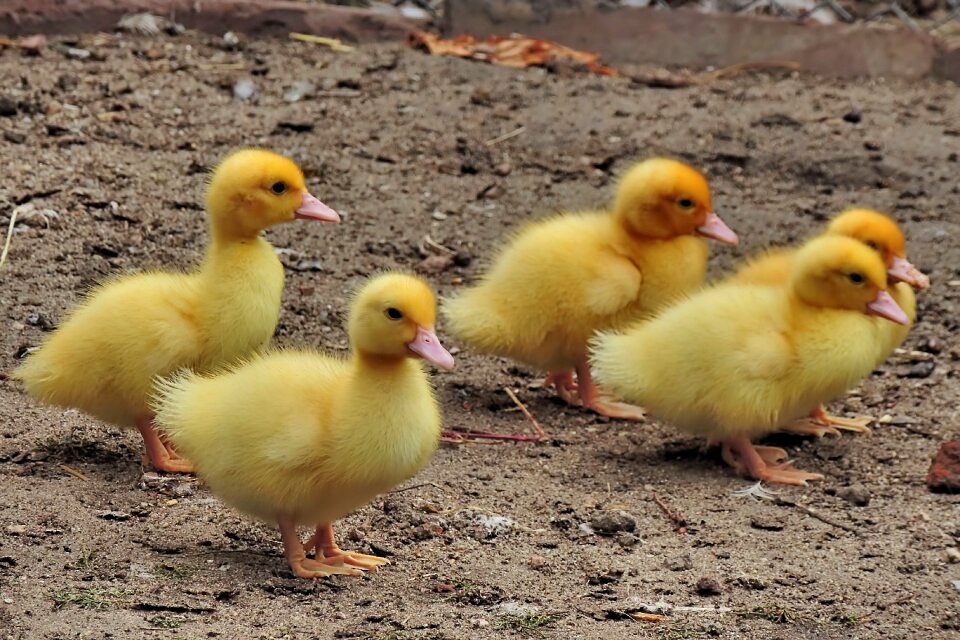 Entenkuecken ducks duckling