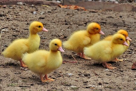 Entenkuecken ducks duckling