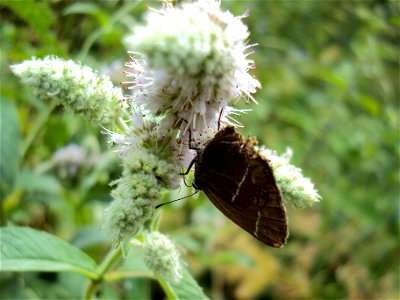 Motýl ostruháček jilmový z Podkomorských lesů. Česká republika, jižní Morava photo